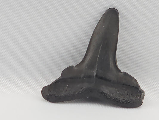 Lemon Shark Tooth ID#101