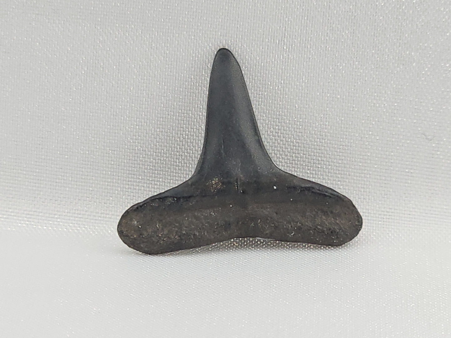 Lemon Shark Tooth ID#102