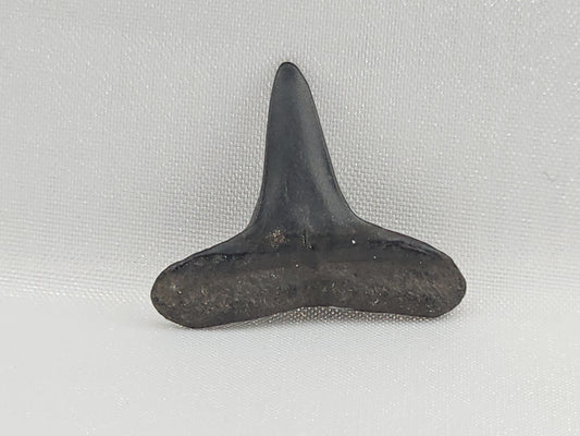 Lemon Shark Tooth ID#102