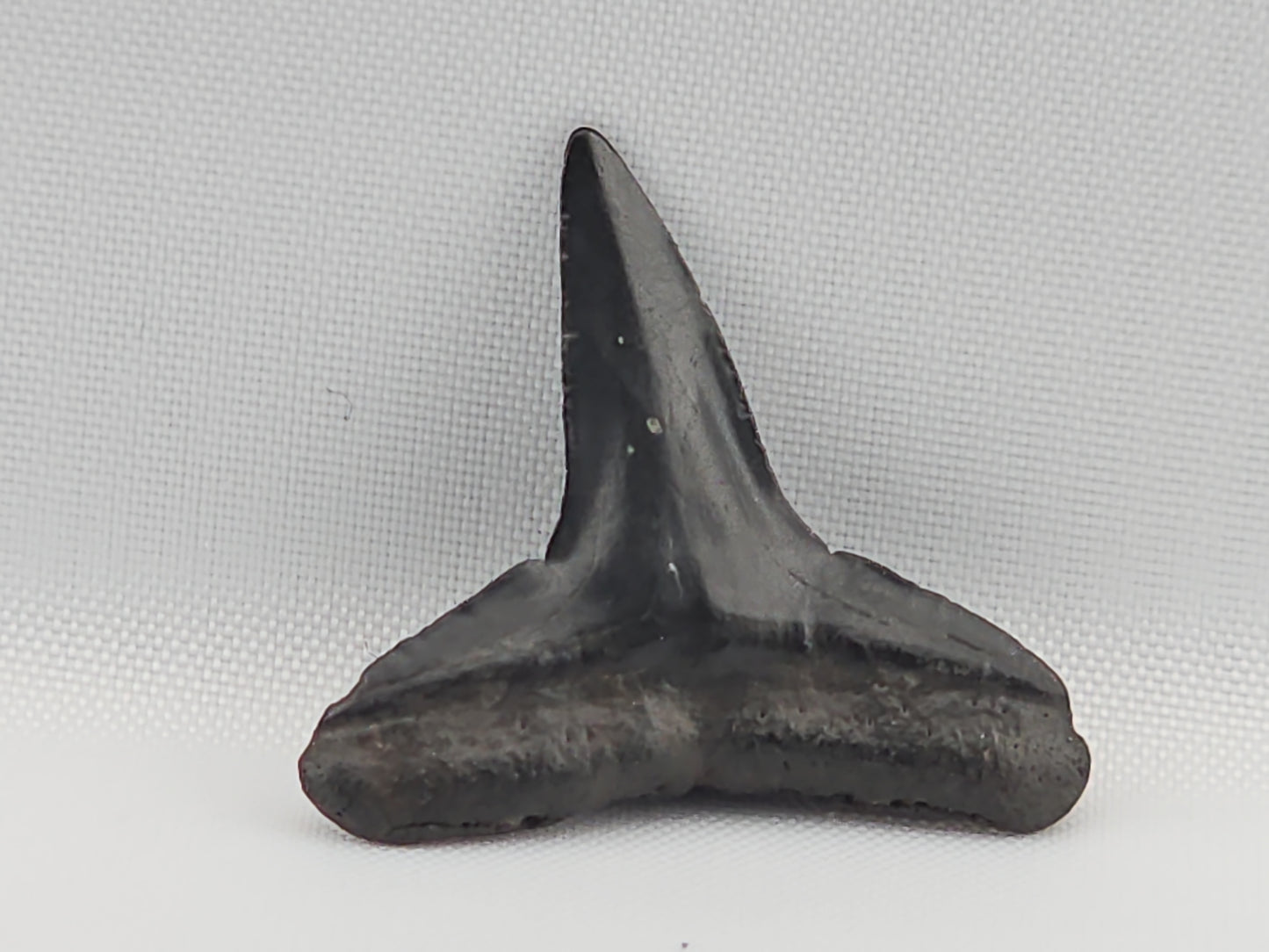 Lemon Shark Tooth ID#104