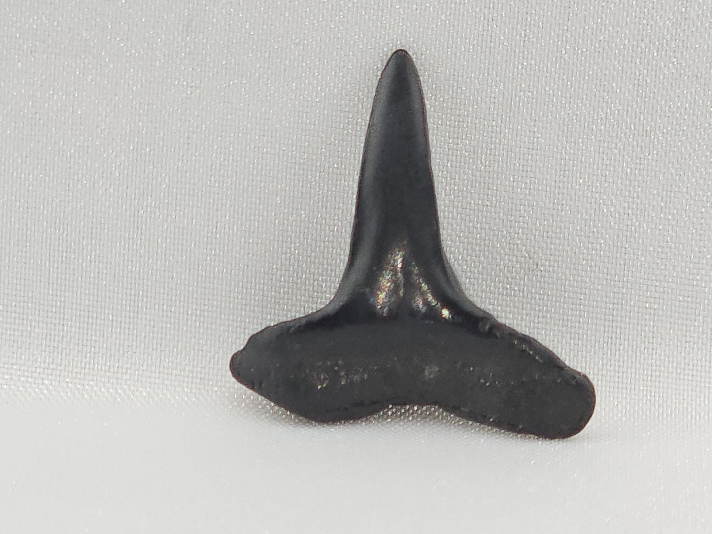 Lemon Shark Tooth ID#105
