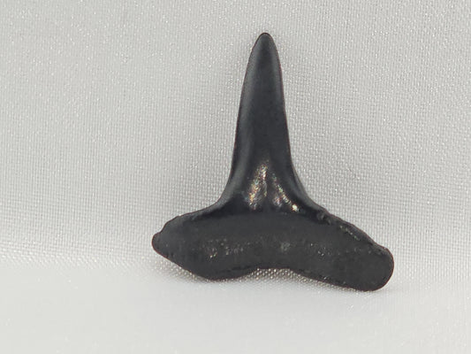 Lemon Shark Tooth ID#105