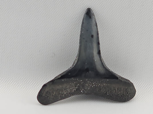 Lemon Shark Tooth ID#106