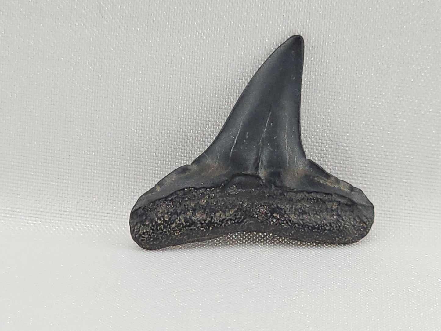Lemon Shark Tooth ID#108