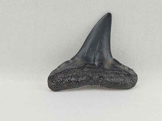 Lemon Shark Tooth ID#108