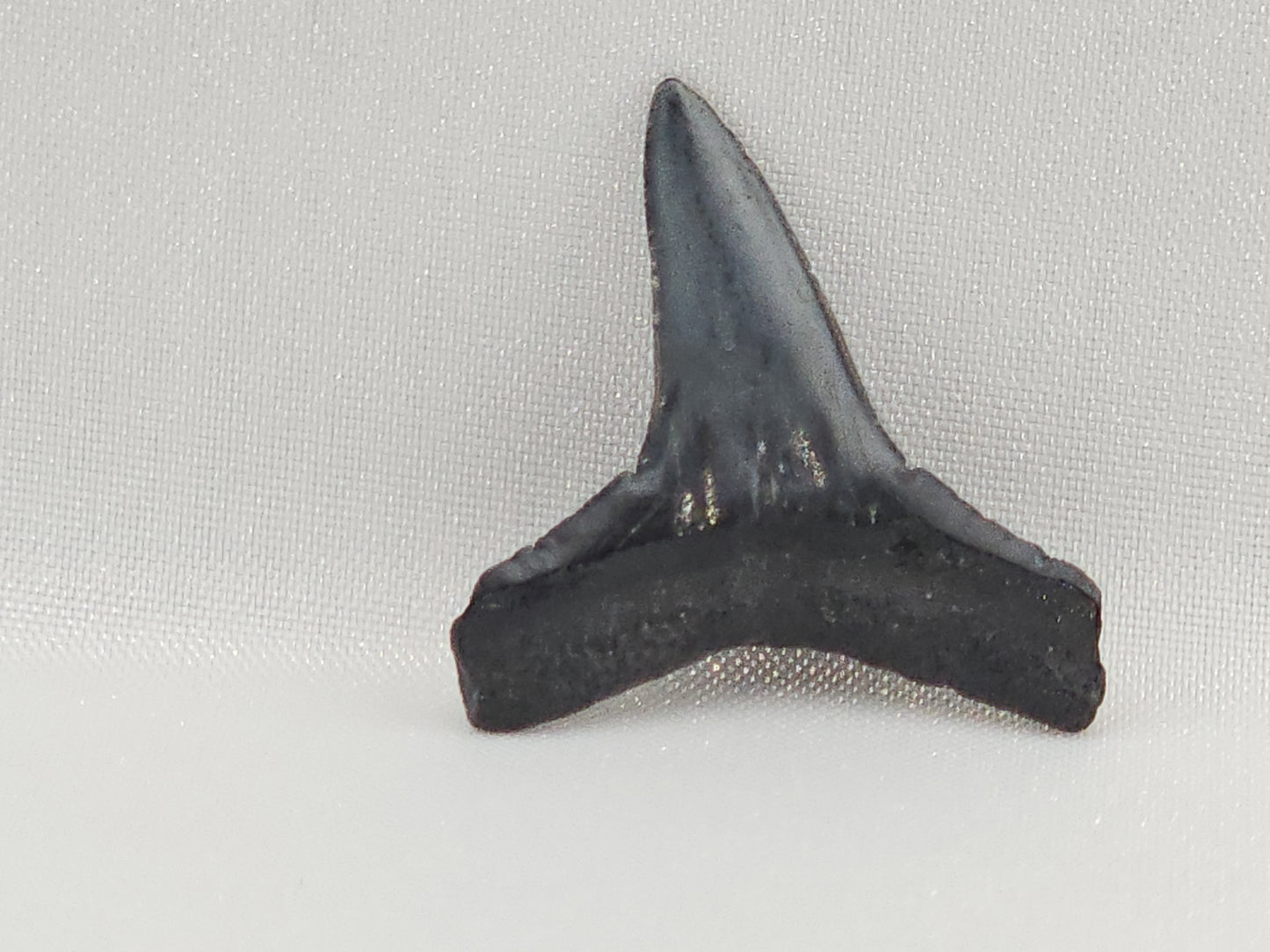Lemon Shark Tooth ID#109