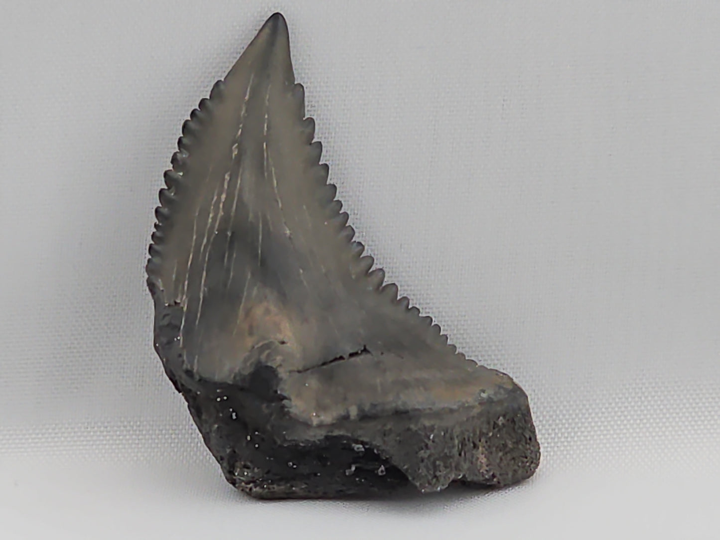 Snaggletooth Shark Top Front Tooth ID#10