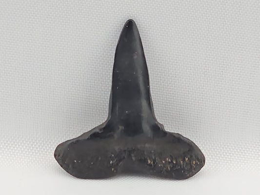 Lemon Shark Tooth ID#110
