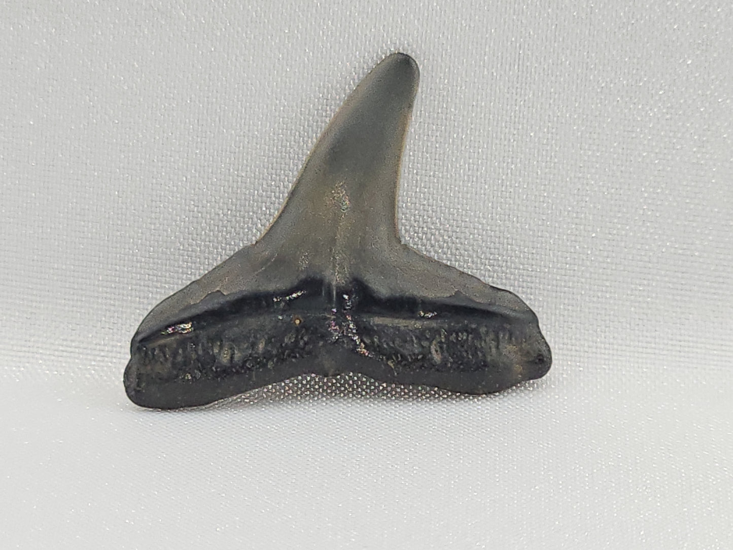 Lemon Shark Tooth ID#111