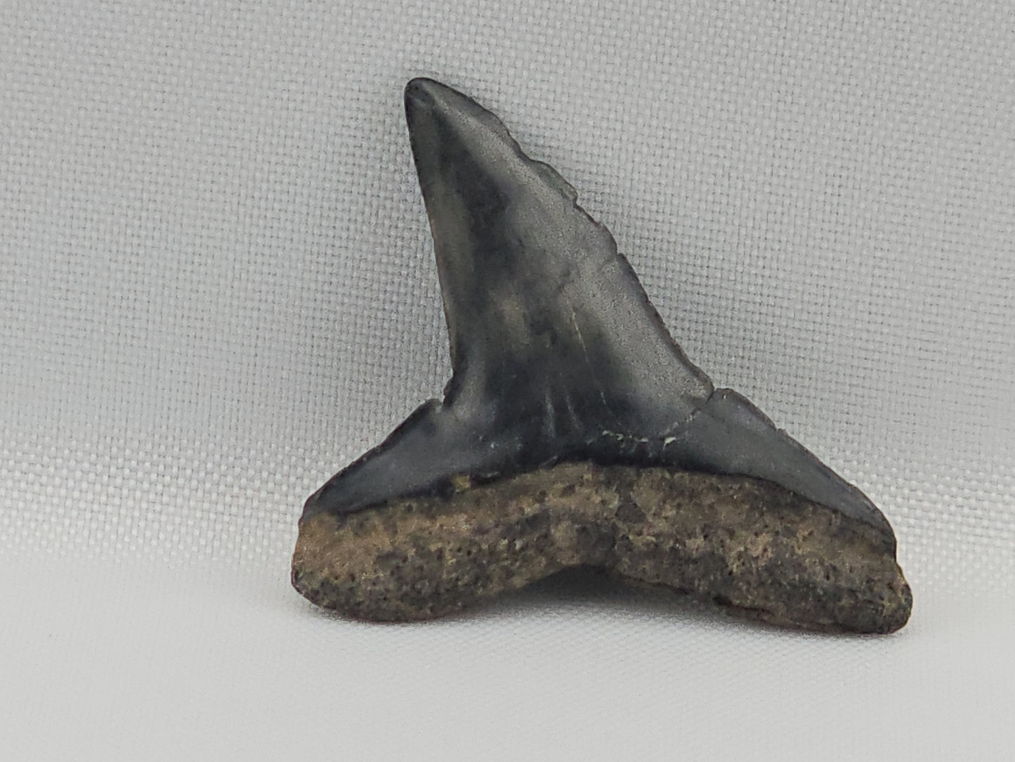 Lemon Shark Tooth ID#112