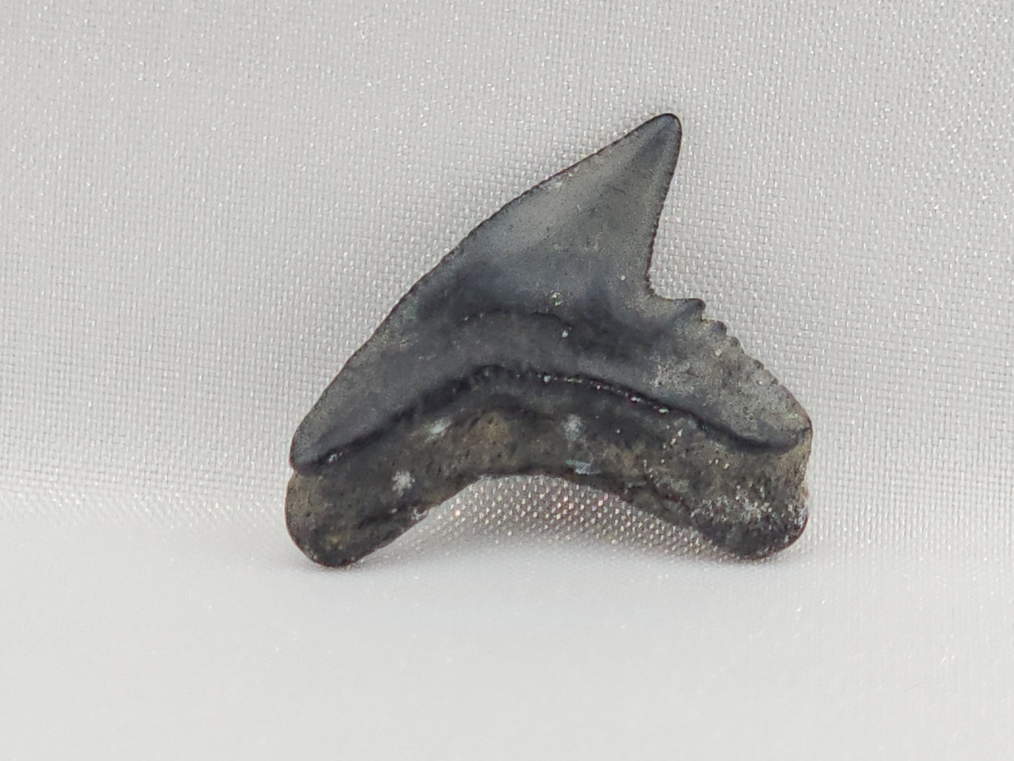 Tiger Shark(Modern) Tooth ID#113