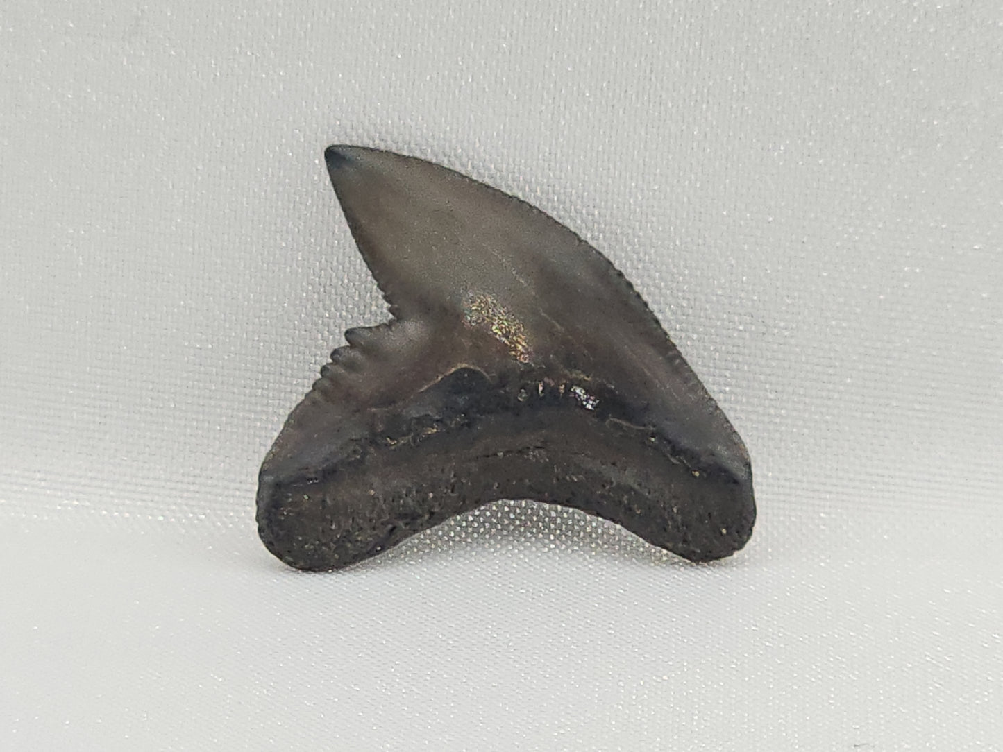 Tiger Shark(Modern) Tooth ID#114