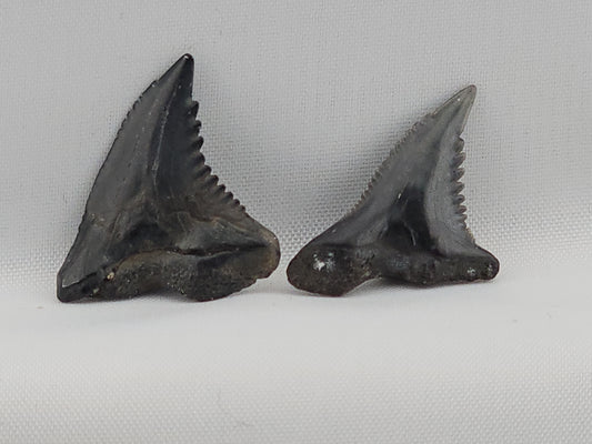 Snaggletooth Shark Tooth ID#115