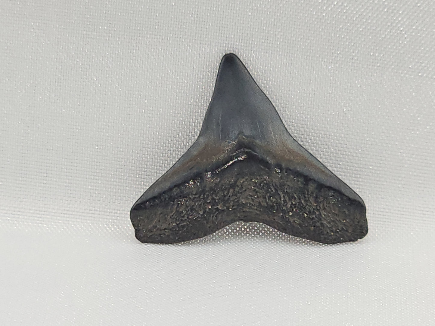 Bull Shark Tooth ID#116