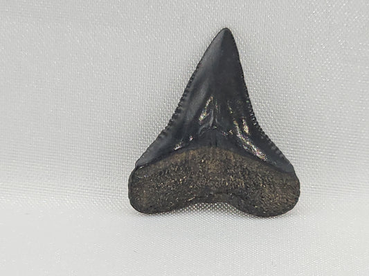 Bull Shark Tooth ID#117