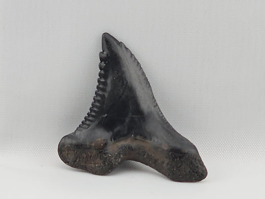Snaggletooth Shark Top Front Tooth ID#11