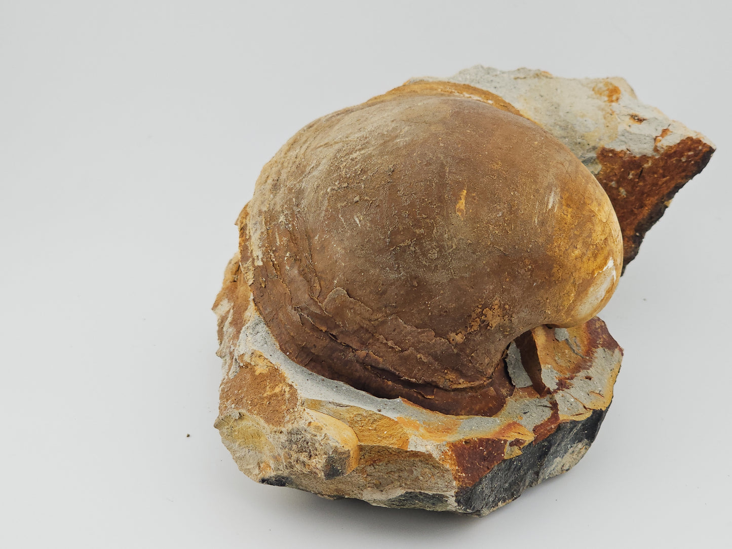 Clam Shell ID#120