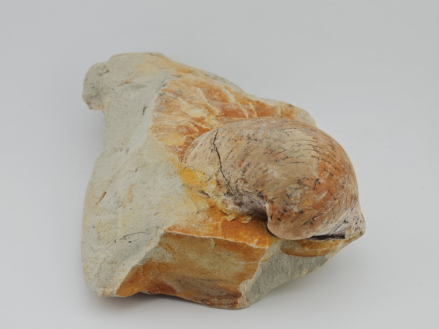 Clam Shell ID#122