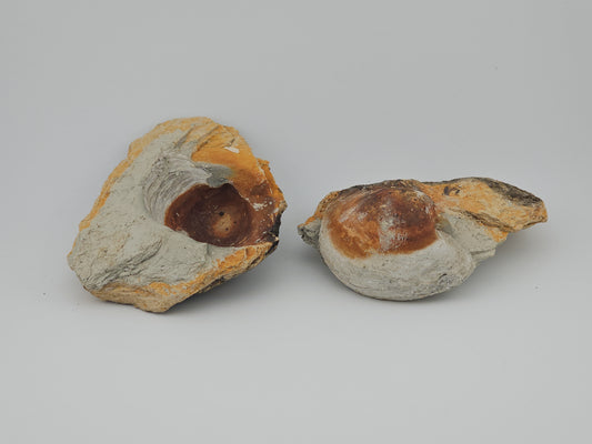 Clam Shell ID#126