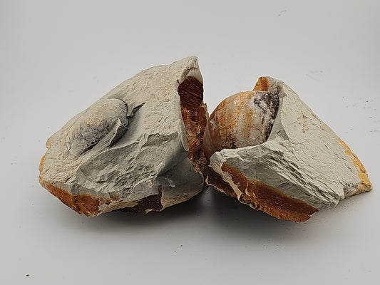 Clam Shell ID#127