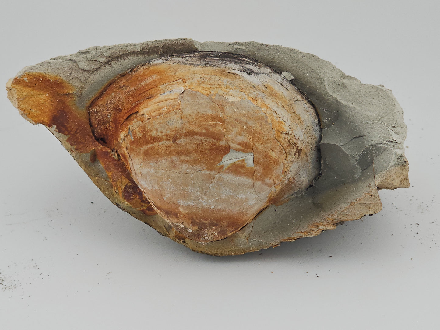 Clam Shell ID#127