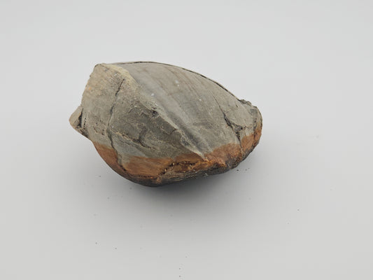 Clam Shell ID#129