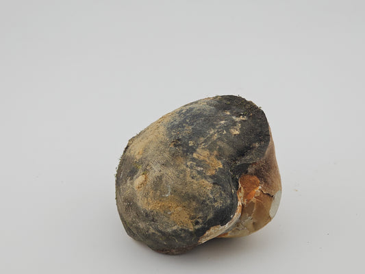 Clam Shell ID#131