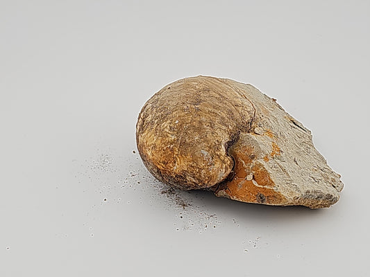 Clam Shell ID#135