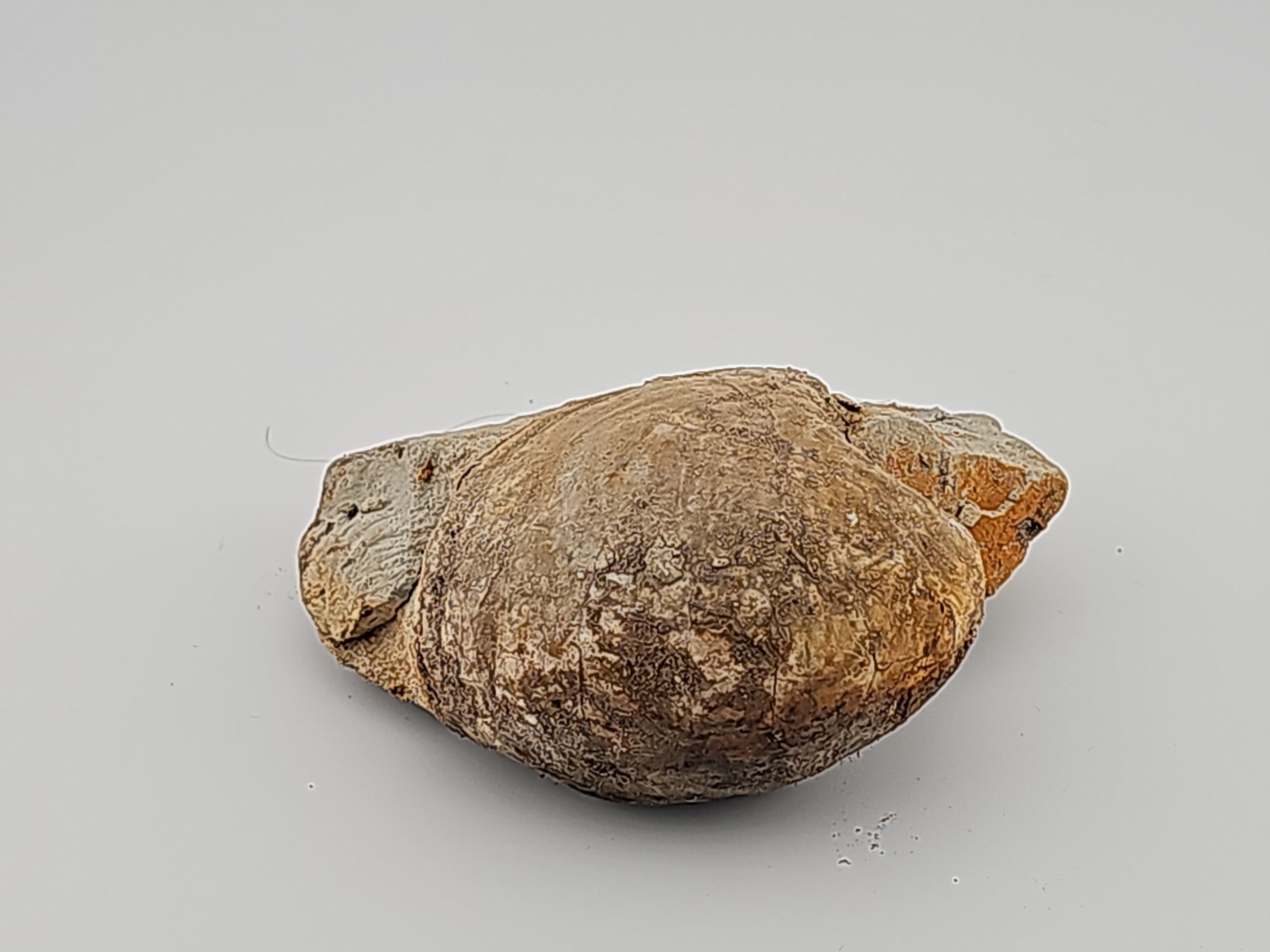 shell Clam Shell ID#135 – Prehistoric Finds