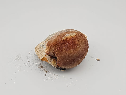 Clam Shell ID#136