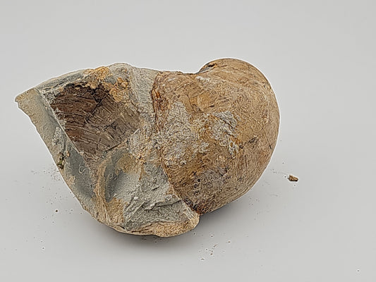 Clam Shell ID#137