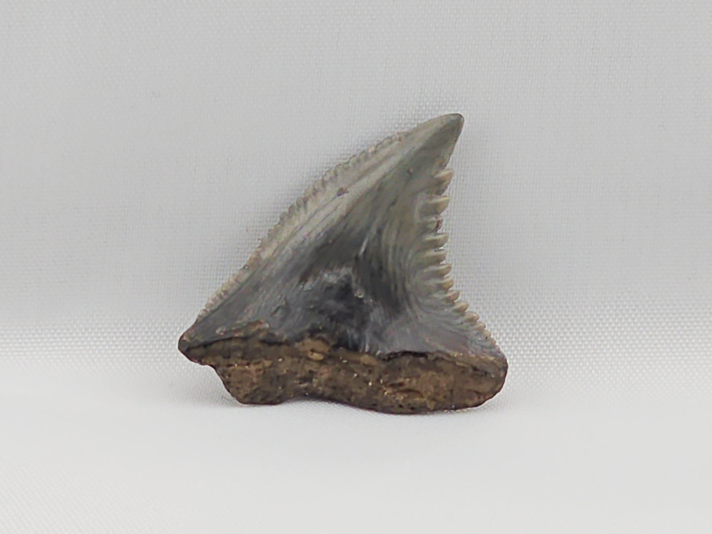 Snaggletooth Shark Top Rear Tooth ID#13