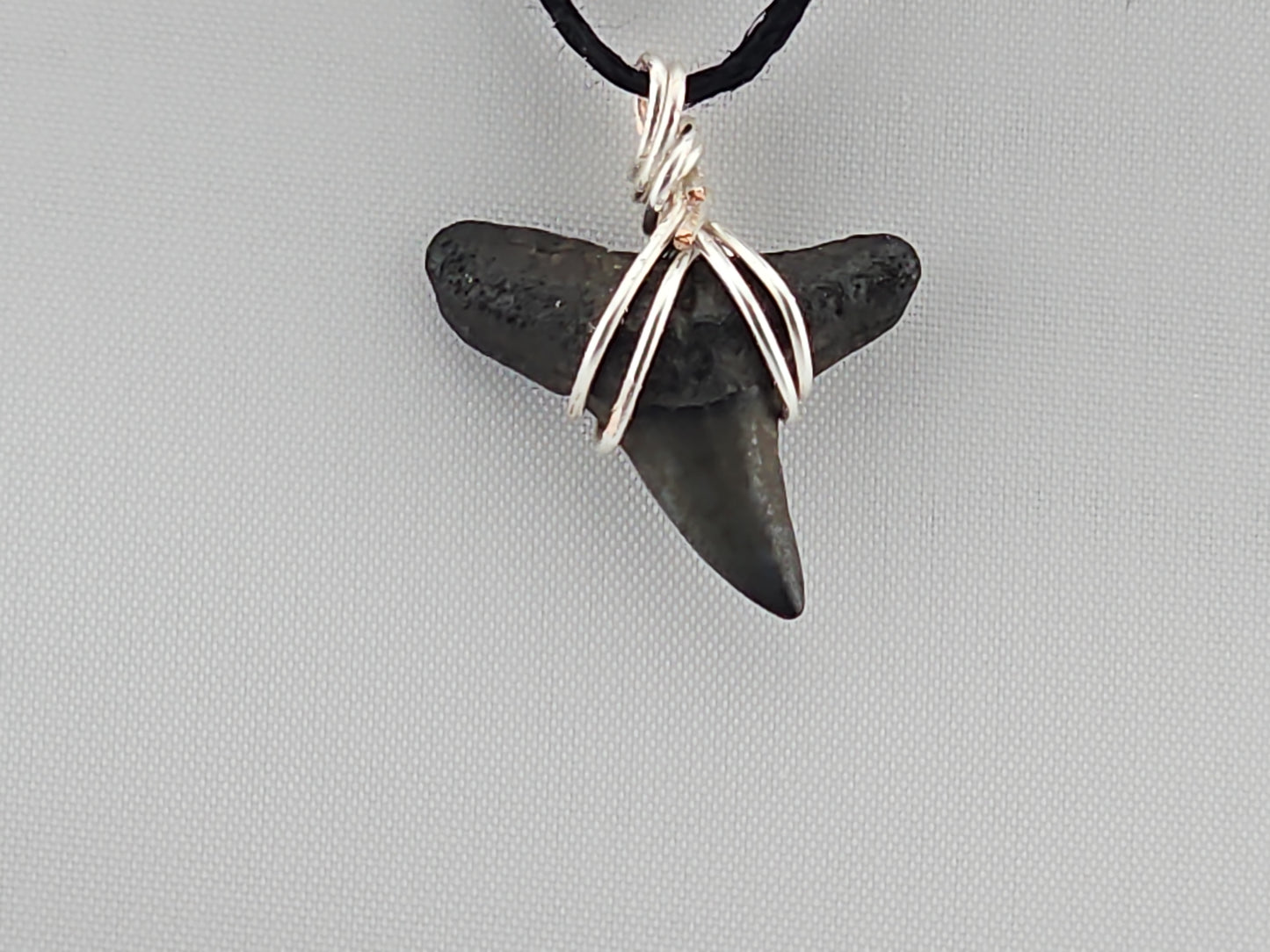Bull Shark Tooth ID#143