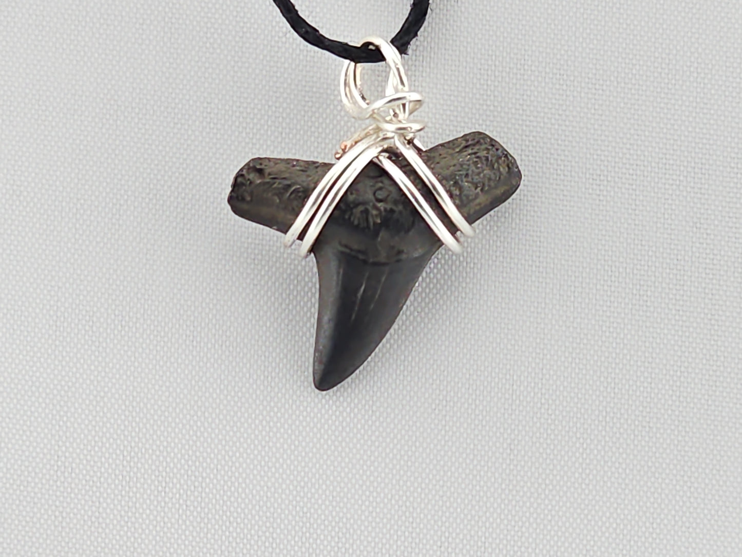 Bull Shark Tooth ID#147