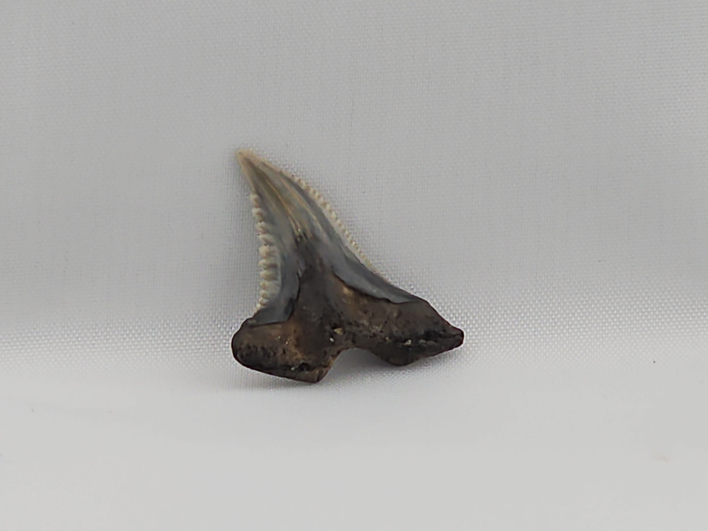 Snaggletooth Shark Top Rear Tooth ID#14