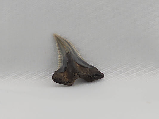 Snaggletooth Shark Top Rear Tooth ID#14