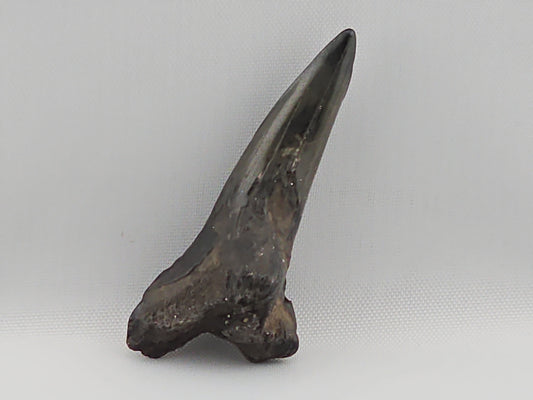 Snaggletooth Shark Bottom Front Tooth ID#16