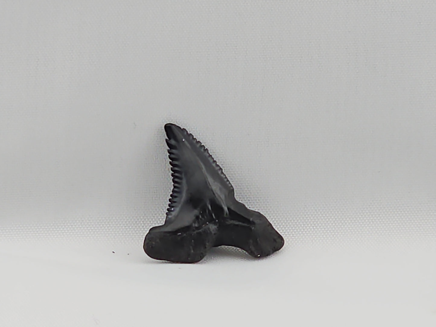 Snaggletooth Shark Top Rear Tooth ID#19