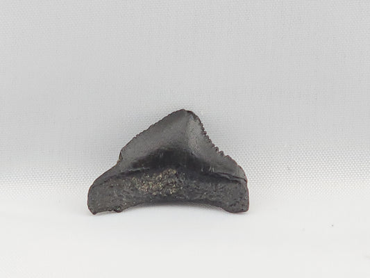 Megalodon Top Rear Tooth ID#1