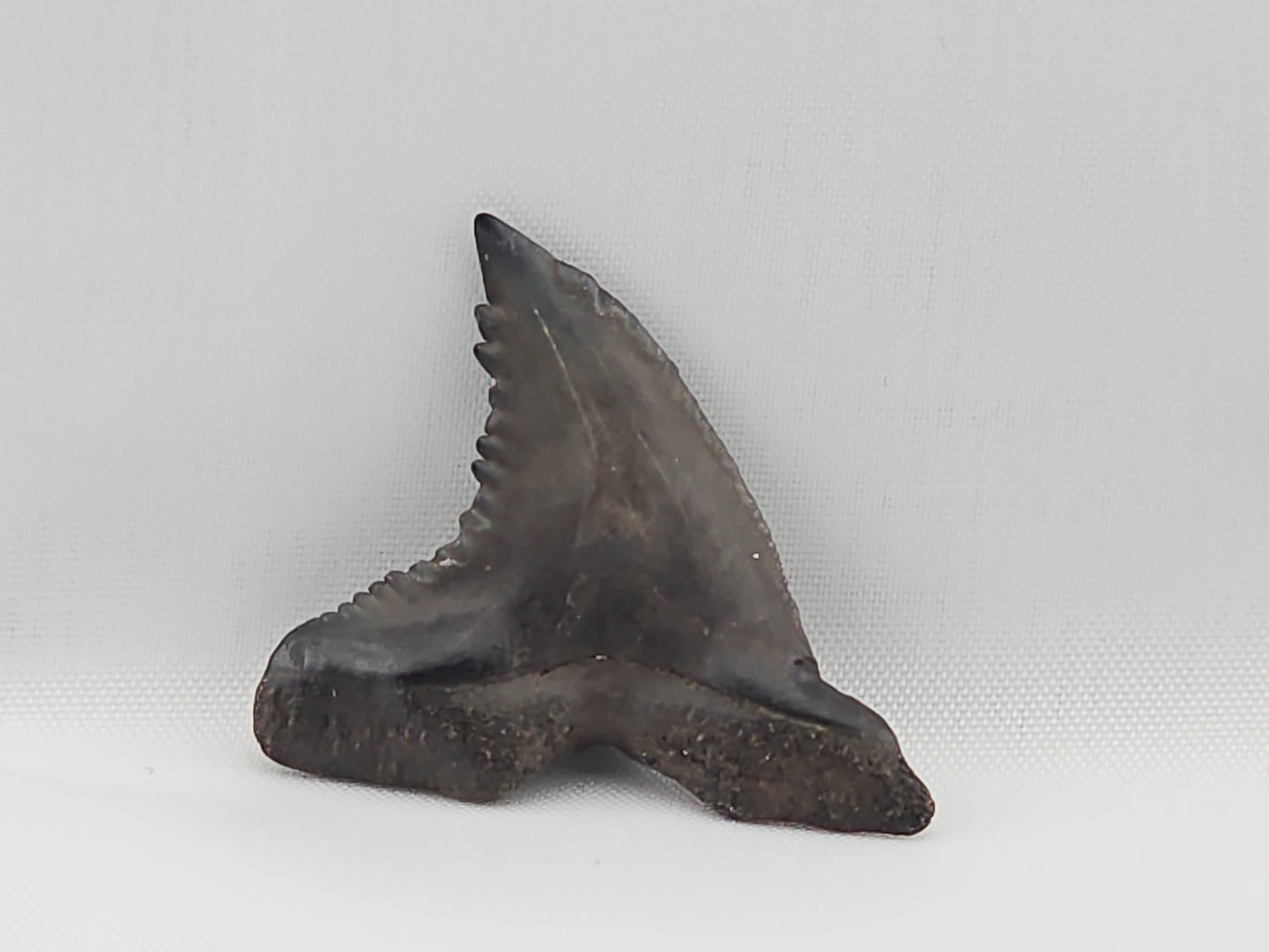 Snaggletooth Shark Top Rear Tooth ID#20