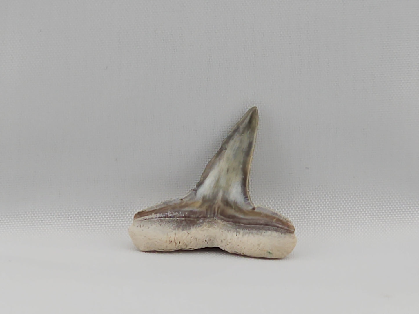 Lemon Shark Top Front Tooth ID#22
