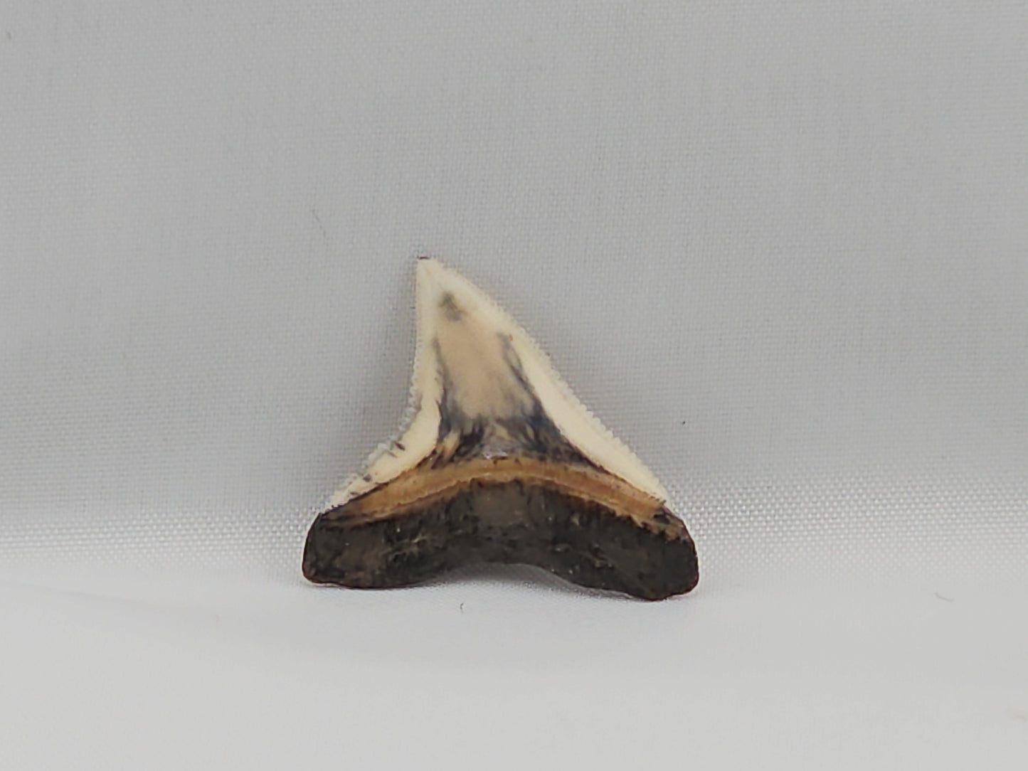 Bull Shark Tooth ID#23