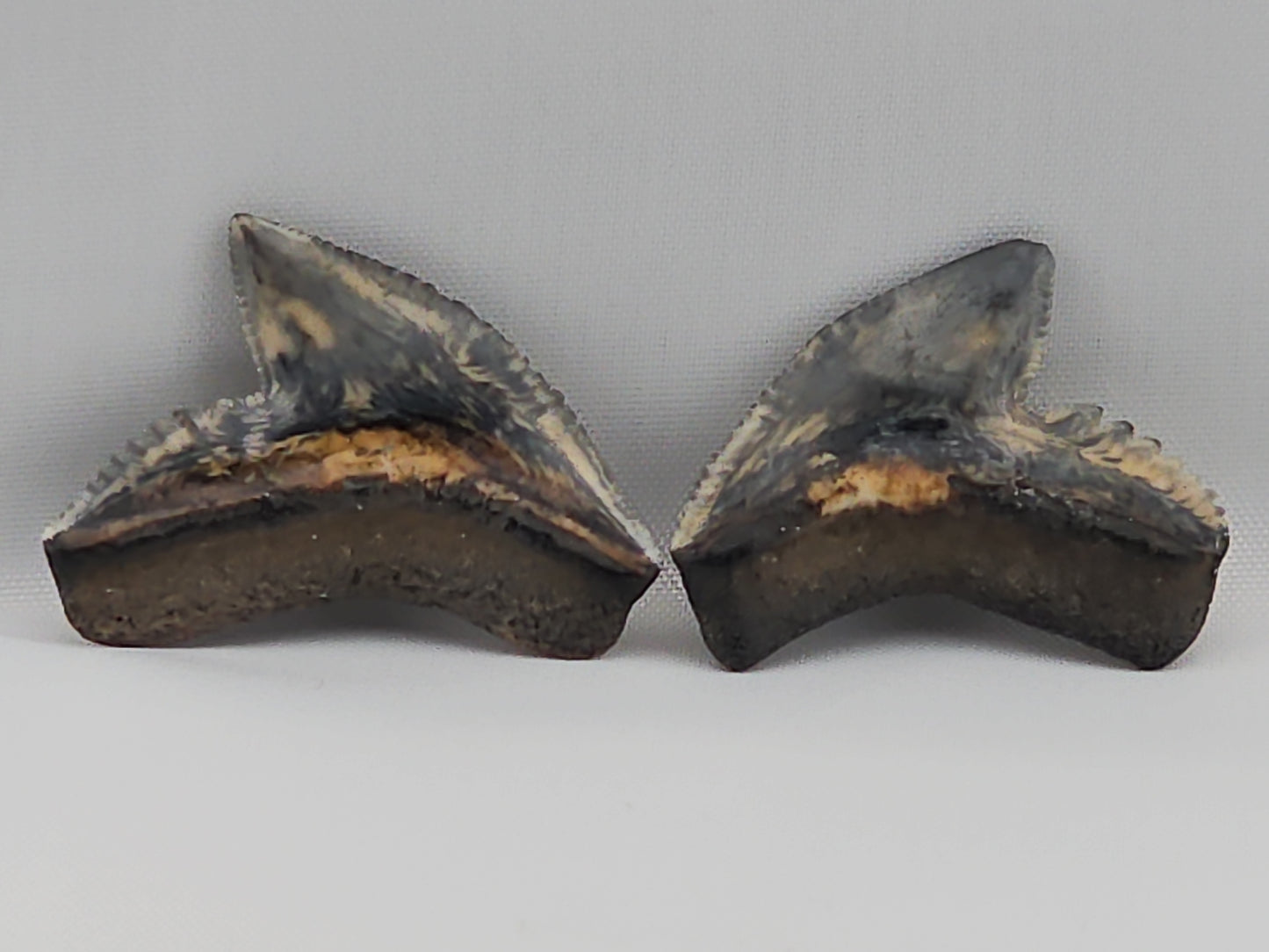 Set of Tiger Shark(Modern) Teeth ID#24