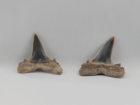 Set of Goblin Shark(Extinct) Teeth ID#25