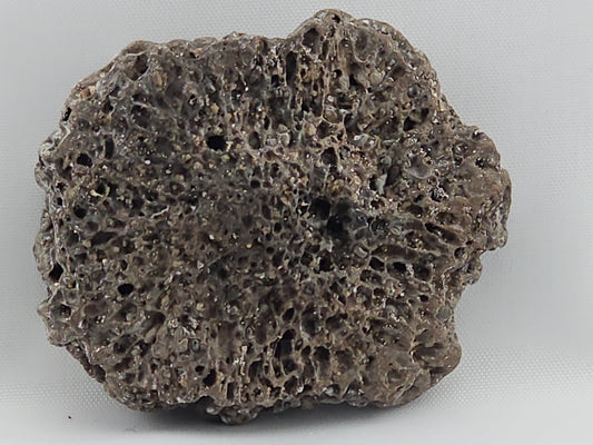 Glyptodont Scute ID#26