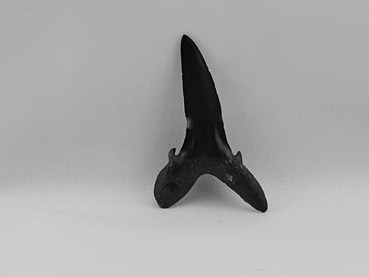 Goblin Shark(Extinct) Tooth ID#27