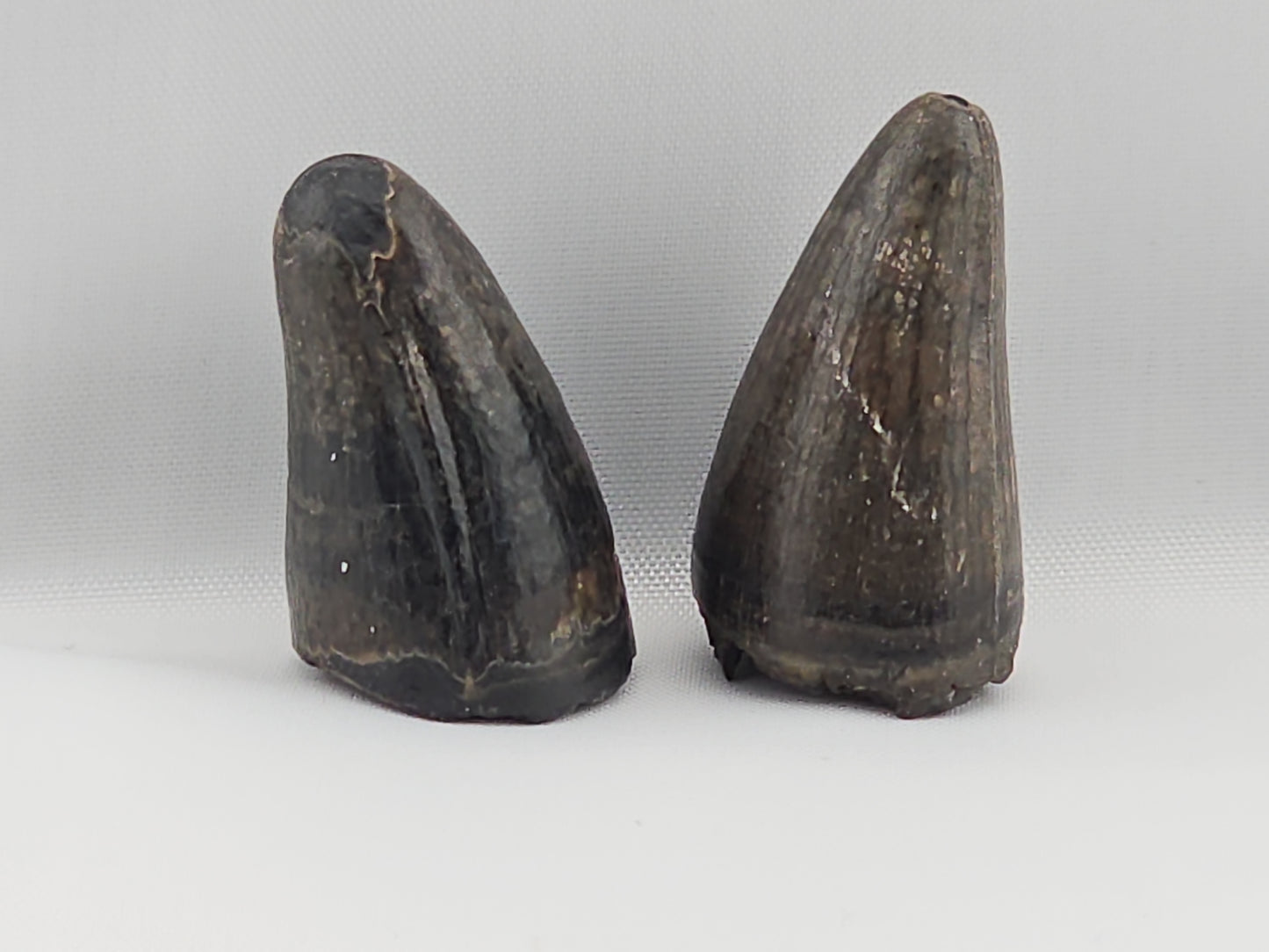 Set of American Alligator Teeth ID#28