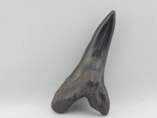 Snaggletooth Shark Bottom Front Tooth ID#2