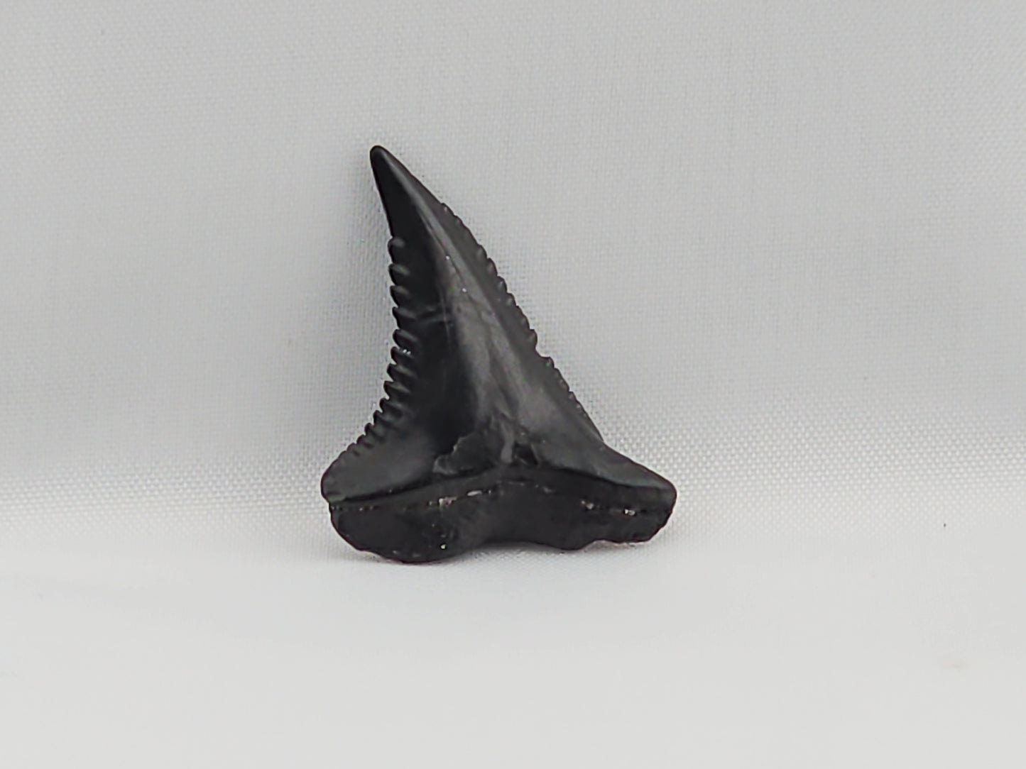 Snaggletooth Shark Top Rear Tooth ID#32