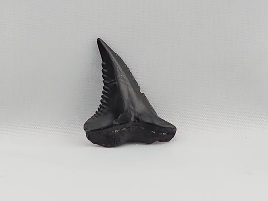Snaggletooth Shark Top Rear Tooth ID#32